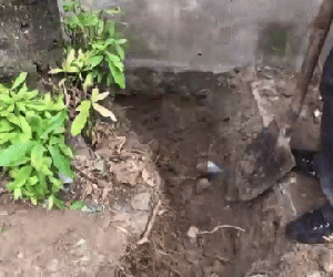 Clip: Đào gốc cây, người dân phát hiện một cặp rắn hổ mang cực độc quấn lấy nhau không chịu rời đi