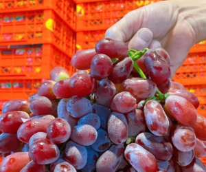 Nho Trung Quốc giá 20.000 đồng/kg tràn ngập chợ