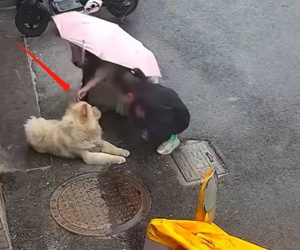 Vuốt ve con chó bên đường rồi bị cắn nát mặt, người phụ nữ yêu cầu bồi thường thì bị dân mạng phản bác: 'Tự làm tự chịu'