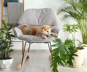 Nhận biết 9 loại cây trồng trong nhà có hại cho thú cưng