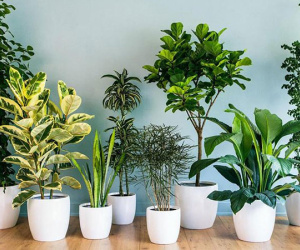 5 loại cây cảnh người nghèo thích rước về nhưng người giàu 'chê mạnh', nếu nhà bạn có hãy bỏ đi