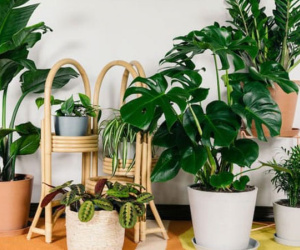 Nhà tối đến mấy cũng trồng được 7 cây 'tài lộc' này, càng trong tối cây càng phát triển sum suê, mang tới tài lộc, vận may