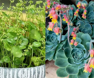 Gia chủ thấy những cây này nở hoa thì chớ mừng, hãy dùng kéo cắt ngay đi, là phúc hay 'họa' thì chưa chắc