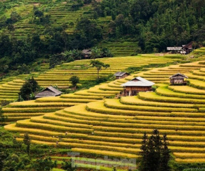 Những tọa độ check-in ruộng bậc thang đẹp nhất Hà Giang