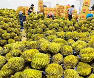 Trung Quốc chi 8,7 tỷ USD mua nông sản Việt, đơn hàng tiếp tục bùng nổ