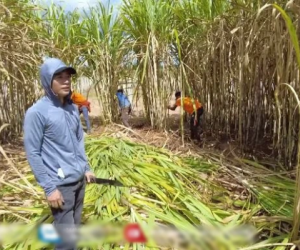 Quang Linh farm bội thu mía, thương lái vây quanh nhờ 1 câu của anh chàng bán hàng 'dẻo mỏ'