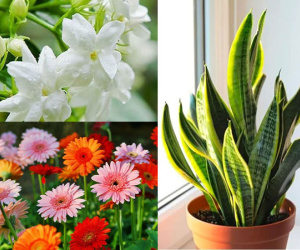 9 loại cây nên đặt trong phòng ngủ, giúp bạn ngủ ngon giấc: Có cây được ví như 'máy lọc không khí tự nhiên'