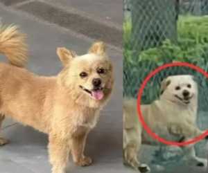 Hưởng ứng 'làn sóng càn quét chó hoang', nam bảo vệ đánh chết chú chó sống trong trường đại học khiến sinh viên phẫn nộ
