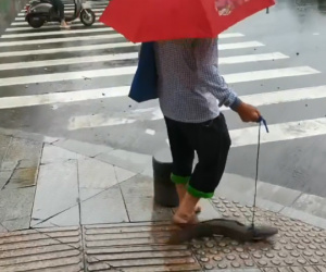 'Ngã ngửa' với con thú cưng người phụ nữ dắt trên phố