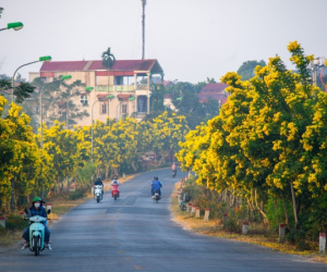 Con đường nở hoa chuông vàng rực rỡ ở ngoại thành Hà Nội gây 'bão mạng'