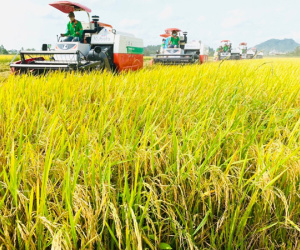 Vì sao xuất khẩu gạo cao kỷ lục, doanh nghiệp vẫn lãi ‘mỏng như lá lúa’?