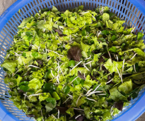 Những loại rau sống 'ngon mấy cũng tuyệt đối không ăn'