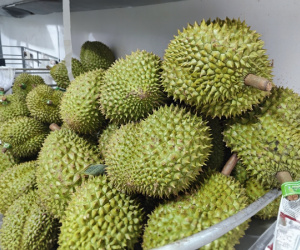 Sầu riêng lại lên cơn sốt giá, doanh nghiệp có lúc không mua được trái nào