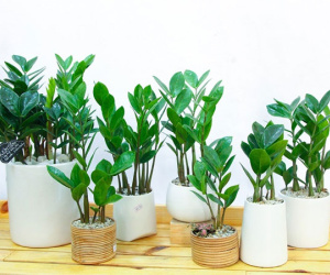 Cây kim tiền đặt ở đâu để mời gọi thần tài, cả nhà hưởng lộc quanh năm không hết?