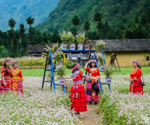 Du khách thi nhau săn ảnh mùa hoa tam giác mạch Hà Giang