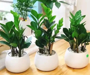 Có nên đặt 1 chậu cây Kim Tiền trong nhà?