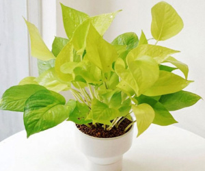Ba loại cây không nên trồng trong nhà, dễ mang đến 'xui xẻo', gây phiền toái không đáng có