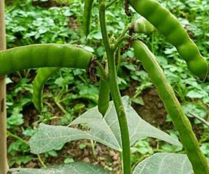 Củ đậu được ưa thích nhưng hạt chứa chất cực độc, có thể chết người sau 2 giờ