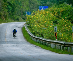 Ngắm sắc dã quỳ nhuộm vàng cung đèo Lùng Pa