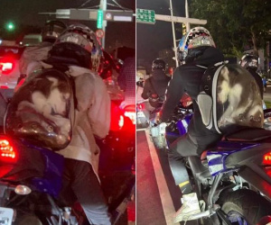 Người đàn ông nhét Husky vào balo cho thú cưng khiến CĐM phẫn nộ, có thể bị phạt tới hơn 57 triệu vì ngược đãi động vật