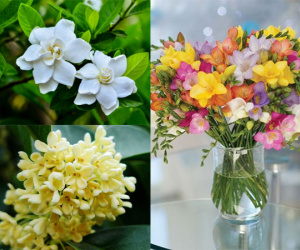 Trồng 1 trong 8 cây 'nước hoa' này tại nhà, hương thơm tràn ngập khắp phòng, không phải chăm nhiều