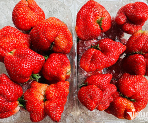 Loại quả đặc sản Sơn La dân hái không kịp bán, ở Hà Nội đắt nhất giá 1 triệu/kg