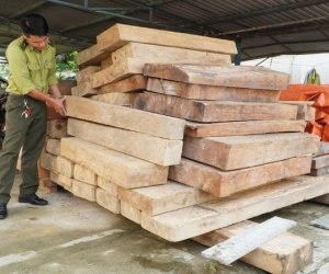 Phát hiện gỗ lậu cất giấu trên đất của một Trưởng phòng Nội vụ