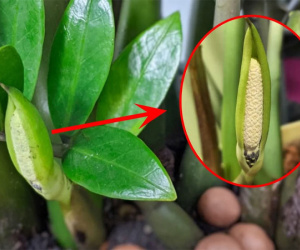 Làm thế nào để cây kim tiền ra hoa?