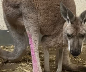 Cảnh sát bị kangaroo sổng chuồng đấm dập mặt