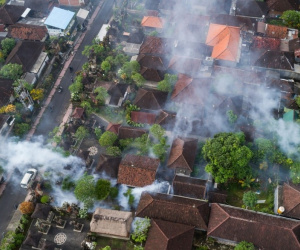 Indonesia tạm dừng kế hoạch thả 200 triệu con muỗi biến đổi gene để ngăn sốt xuất huyết