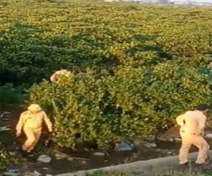 Công an giăng 'thiên la địa võng' ở khu rừng bần ngập mặn để truy bắt 2 phạm nhân trốn trại