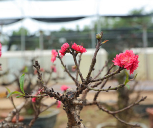 Cận cảnh đào tiến Vua 'ngủ' phòng điều hòa chờ đón Tết