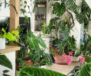 Những loại hoa cho tiền cũng đừng rước vào nhà, hoa nở người héo, nếu có hãy nhanh tay dọn đi