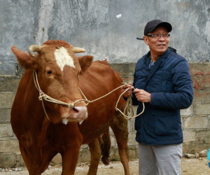 MC Lại Văn Sâm dắt bò ra chợ bán