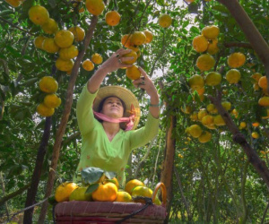 Hàng loạt vườn quýt hồng Lai Vung - Đồng Tháp mở cửa đón khách tham quan