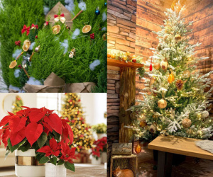 7 loại cây cảnh vừa nhìn đã thấy rộn ràng không khí Noel, mang điềm lành và thành công cho gia chủ