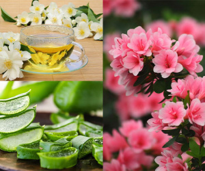 10 loại 'hoa cứu mạng' nhất định phải trồng vài chậu để nhà cửa sạch thơm, sức khoẻ dồi dào