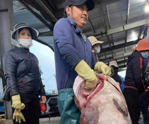 Bắt được con cá mú biển '30 năm mới thấy', nặng gần 70kg
