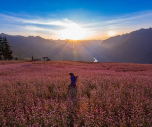 Đến Hà Giang, ngắm cao nguyên đá nở hoa mùa tam giác mạch
