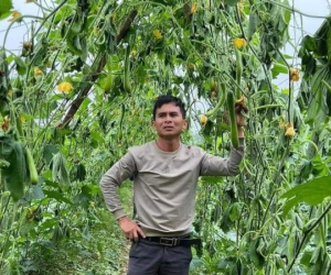 Người đàn ông mếu máo nhìn 12.000 gốc bí bị kẻ gian phá hoại ở Nghệ An
