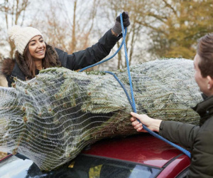 6 cách tái sử dụng cây thông Noel sau ngày lễ