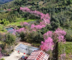 Ngất ngây Mù Cang Chải phủ rực sắc hồng, tín đồ du lịch náo nức vượt đèo 'mục sở thị'