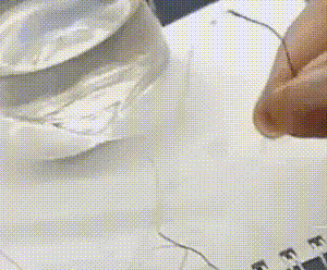 Xôn xao loại cỏ giống sợi tóc, có thể chuyển động như vật thể sống, 'mối lo' của nhiều quốc gia vì có thể giết chết động vật