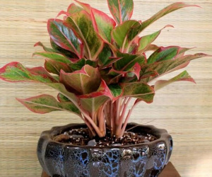 Cuối năm sửa sang nhà cửa, bày ngay loại cây này ở phòng ngủ vừa giúp ngủ ngon, tốt cho sức khỏe vừa hút tài lộc