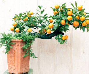 Những đại kỵ khi chưng quất chơi Tết, nên chọn cây bonsai hay cây thường để mang lại tài lộc may mắn?