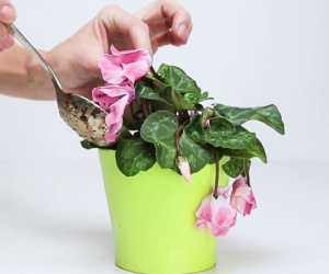 Tết đến, nếu trong nhà vẫn còn 7 loại hoa này hãy nhanh tay vứt đi, để ở nhà lợi bất cập hại