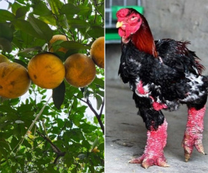 Những đặc sản 'tiến vua' luôn 'cháy hàng' dịp Tết