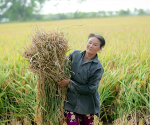 Xuất khẩu gạo thu 4,78 tỷ USD, ngành nông nghiệp còn '2 khoản nợ' đặc biệt