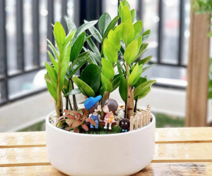 Có hai mệnh 'đại kỵ' trồng cây kim tiền, chớ phạm kẻo xui xẻo, tiêu tài tán lộc
