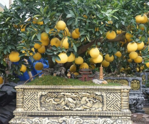 Cặp gốc bưởi có giá 150 triệu đồng, trái sai trĩu chạm cả 'mái đình, bảo tháp', chỉ bán cho người có duyên